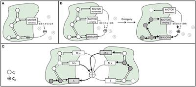 Body-World Coupling, Sensorimotor Mechanisms, and the Ontogeny of Social Cognition